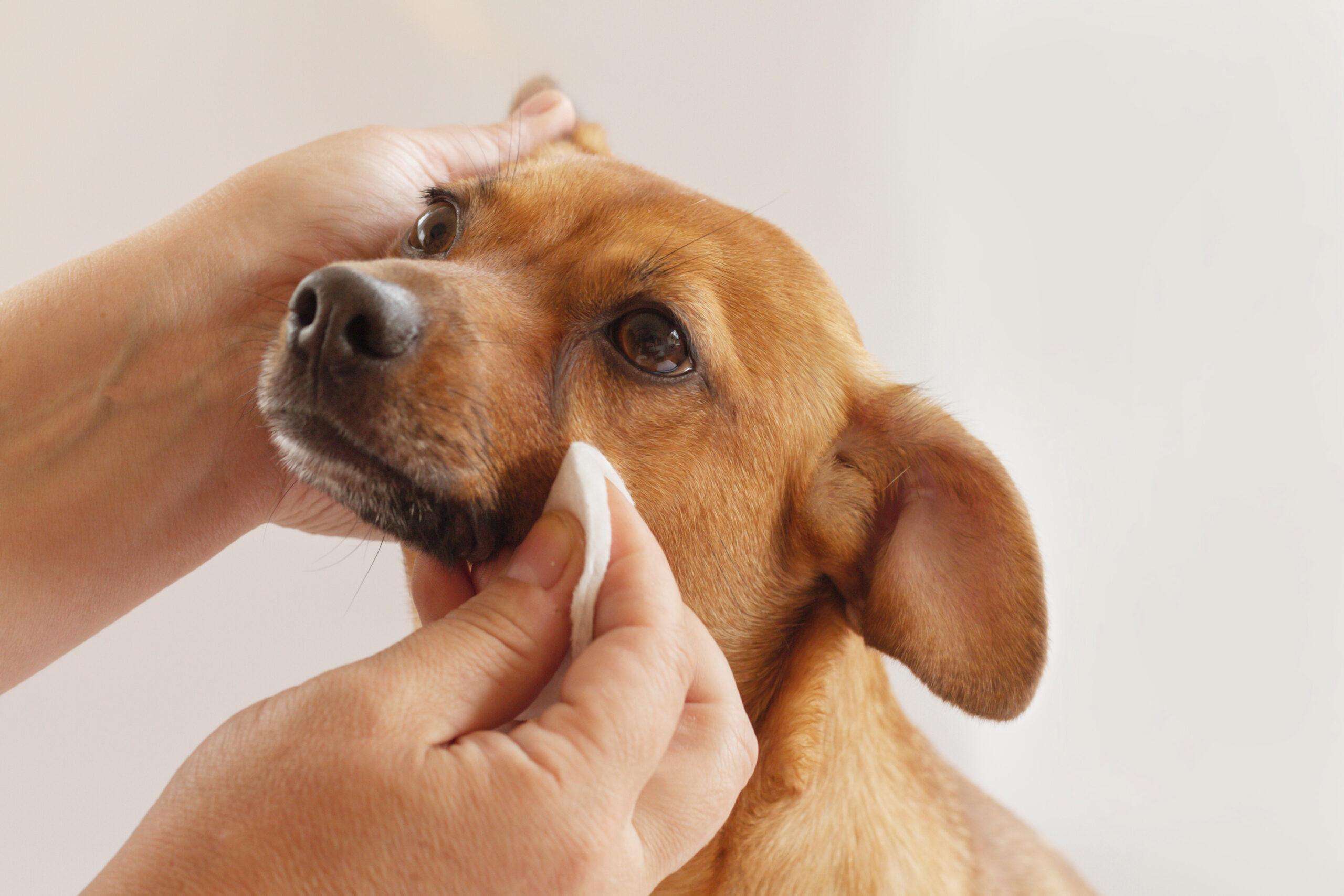 are dog eye boogers normal