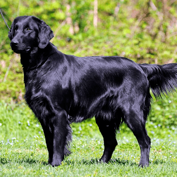 Flat-Coated Retriever