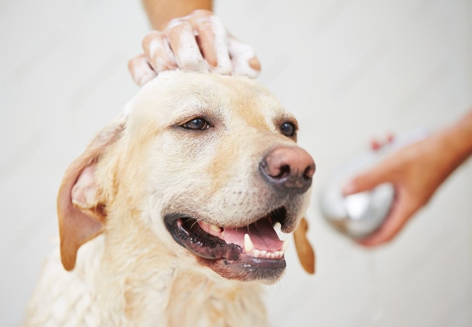 Labrador Dog Grooming