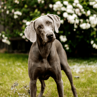 Weimaraner