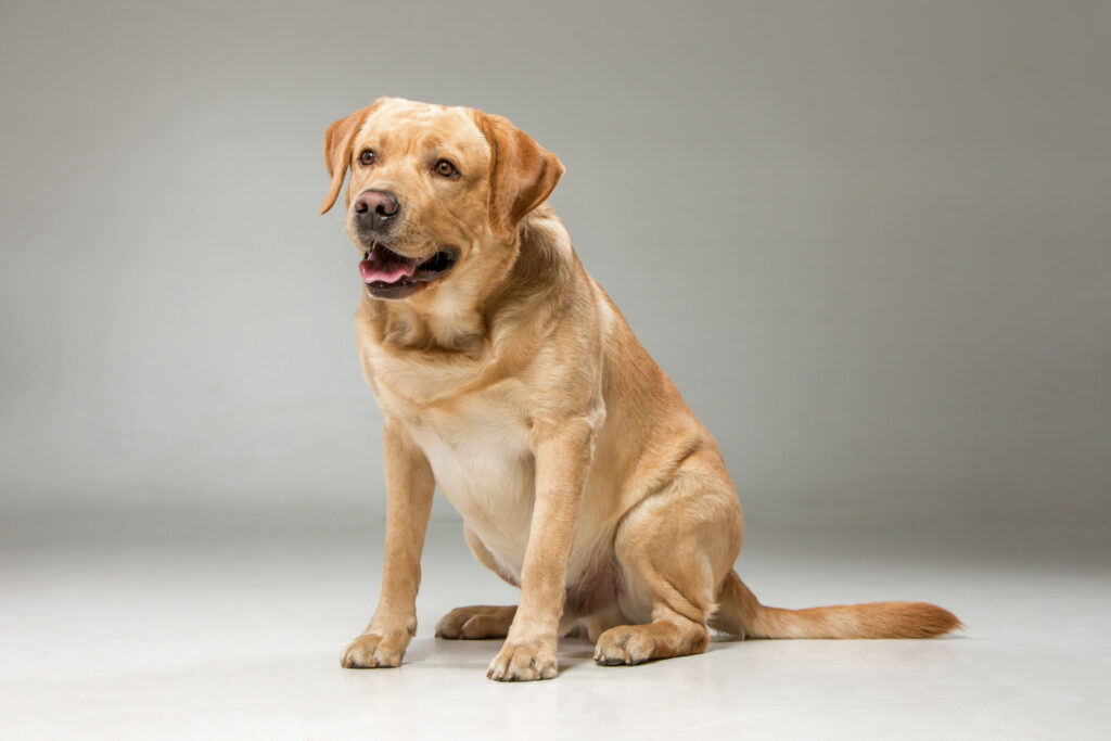 Labrador Retriever