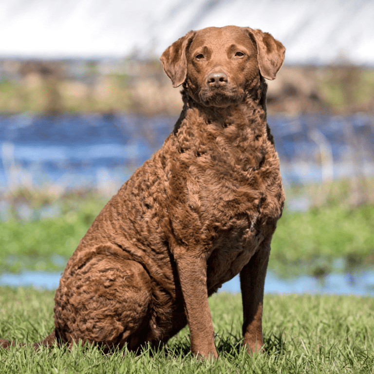 Chesapeake Bay Retriever