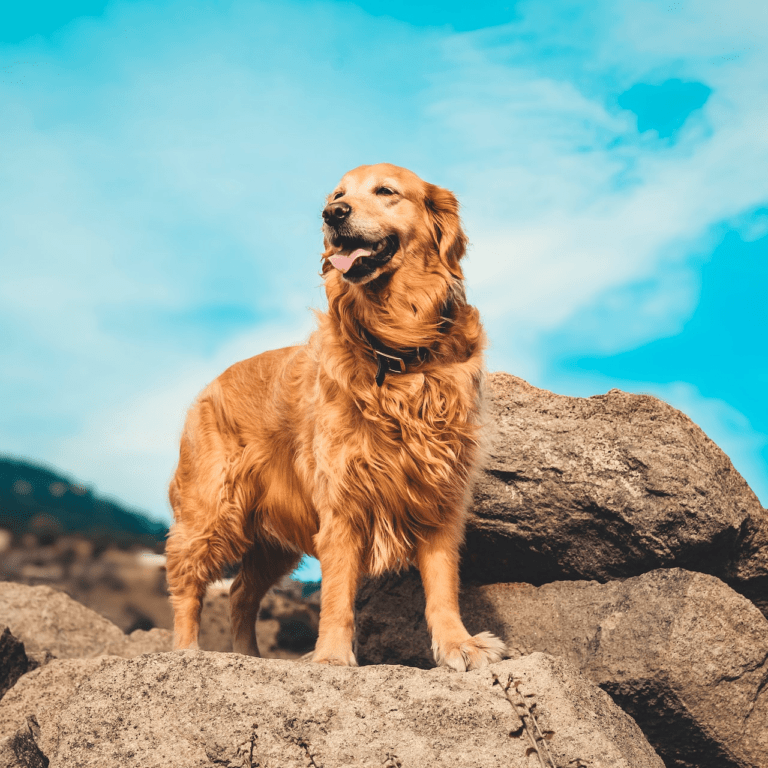 Golden Retriever