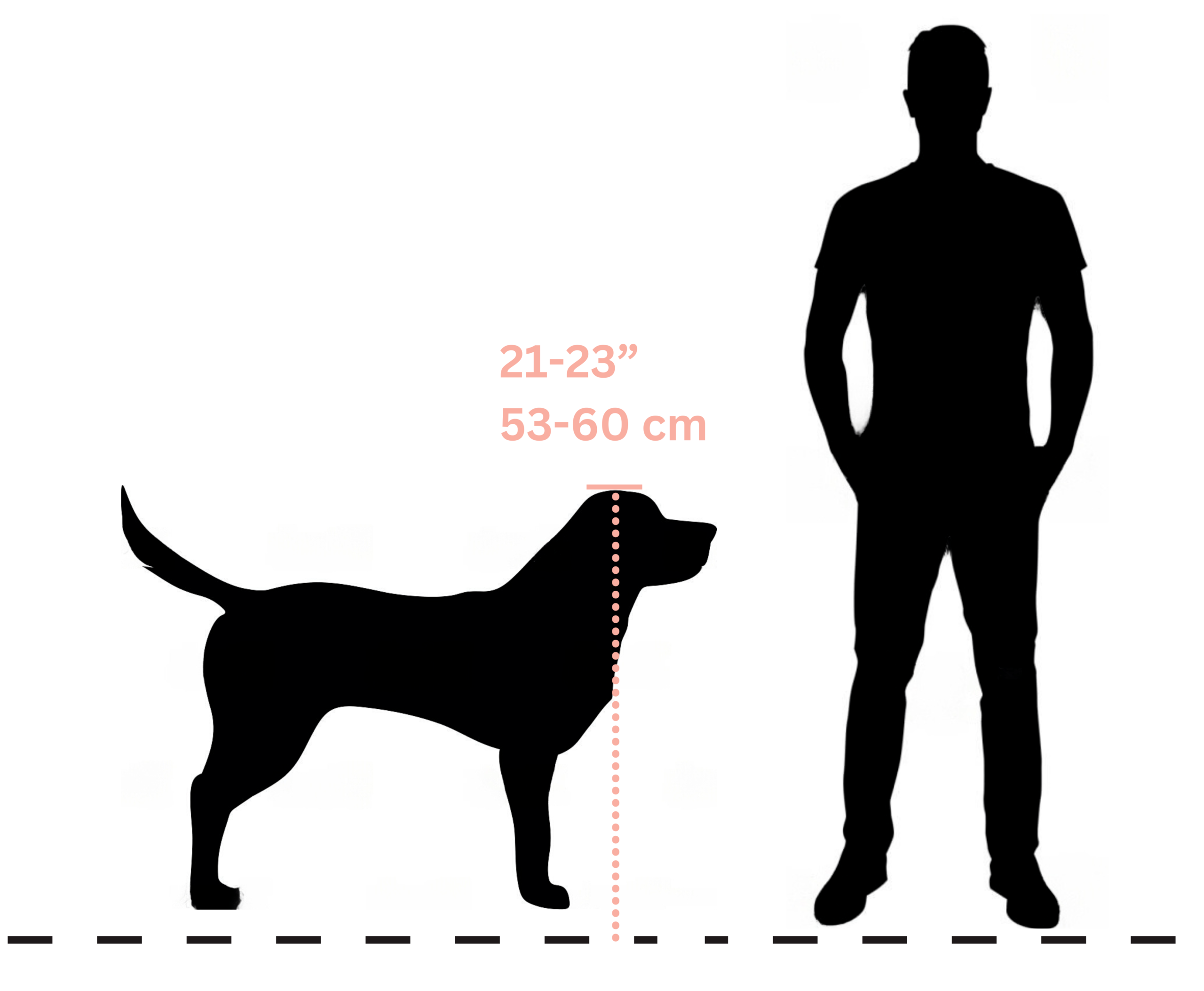 labra dog height