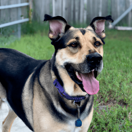 Sheprador (German Shepherd & Labrador Mix)